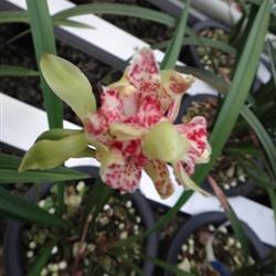 四季常開的極品奇花——水果香蘭，帶兩大芽的養(yǎng)護(hù)指南