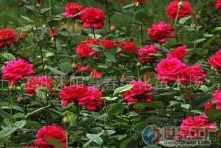 批發(fā)品種月季、香水月季等苗木 農(nóng)副產(chǎn)品的綠色商機(jī)