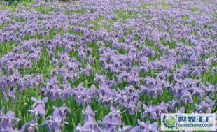 優(yōu)質(zhì)綠化花卉苗木 德國鳶尾的魅力與價(jià)值