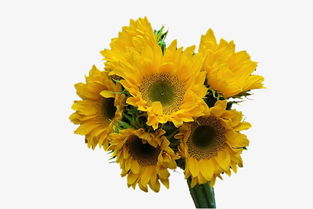 新鮮向日葵花朵高清素材免費(fèi)下載 千庫網(wǎng)圖片編號5044136