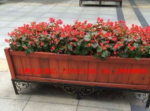 廣州市康圖花箱廠家 專業(yè)生產(chǎn)戶外花箱、木花槽與水果批發(fā)