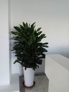 天津綠植租賃與花卉租擺服務 為您的辦公室注入自然活力