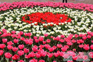 鎮(zhèn)平首屆精品花卉博覽會(huì)3月30日盛大啟幕，芝櫻爛漫，花果飄香