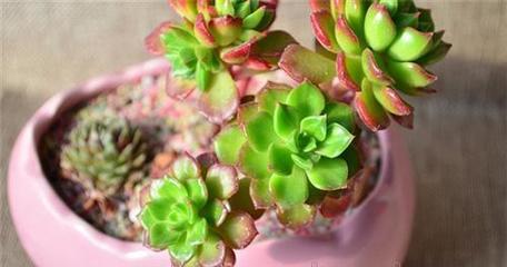 盤(pán)錦綠馨花卉 點(diǎn)亮家庭生活的自然藝術(shù)